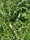 Vernonia fasciculata