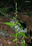 Chenopodium simplex