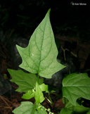 Chenopodium simplex