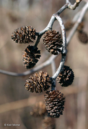 Alnus incana ssp. rugosa