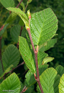 Alnus viridis ssp. crispa