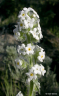 Photo of Oreocarya glomerata