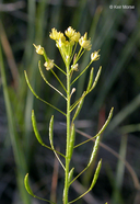 Descurainia pinnata ssp. brachycarpa