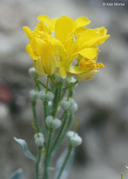 Physaria brassicoides