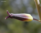 Streptanthus cordatus var. cordatus