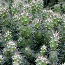 Brittle Cactus