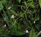 Campanula aparinoides