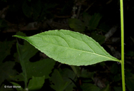 Campanulastrum americanum