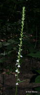 Lobelia spicata var. leptostachys 