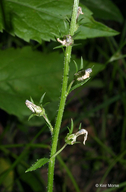 Lobelia spicata var. spicata
