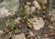 Paronychia canadensis