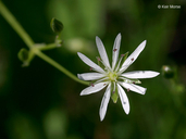 Long-leaved Chickweed