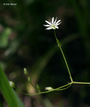 Stellaria longifolia