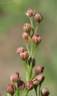 Prairie Pinweed