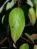 Cornus amomum ssp. obliqua