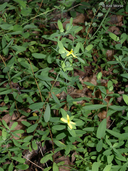 Hypericum hypericoides ssp. multicaule