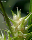Carex lupulina