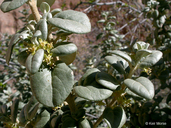 Round-leaved Buffaloberry