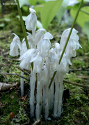 One-flowered Indian-pipe