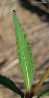 Euphorbia davidii
