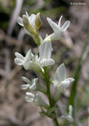 Loose-flower Milkvetch