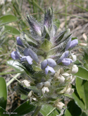 Indian Breadroot