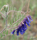 Wooly Vetch