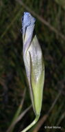 Gentianopsis procera