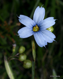 Narrowleaf Blue-eyed-grass