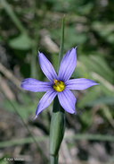 Sisyrinchium montanum var. montanum