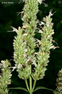 Agastache scrophulariifolia