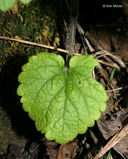 Scutellaria ovata ssp. ovata