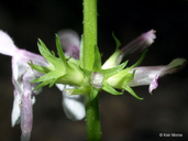 Stachys tenuifolia