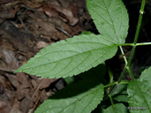 Stachys tenuifolia