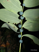 Polygonatum pubescens