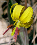 Erythronium americanum ssp. americanum