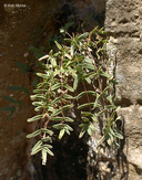 Pellaea glabella ssp. glabella