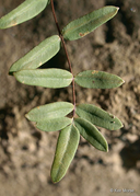 Pellaea glabella ssp. glabella