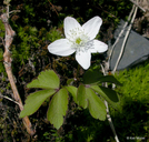 Anemone quinquefolia var. bifolia
