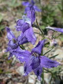 Two-colored Larkspur