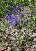 Delphinium bicolor ssp. bicolor