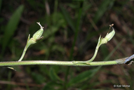 Delphinium carolinianum ssp. carolinianum