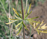 Delphinium carolinianum ssp. virescens