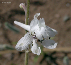 Delphinium carolinianum ssp. virescens
