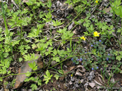 Ranunculus hispidus var. nitidus