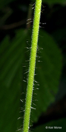 Agrimonia gryposepala