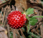 India Mock-strawberry