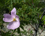Rosa woodsii ssp. Woodsii