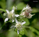 Rubus occidentalis