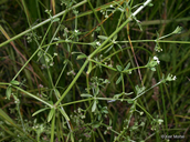 Galium obtusum ssp. obtusum